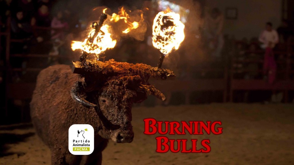 Burningbulls